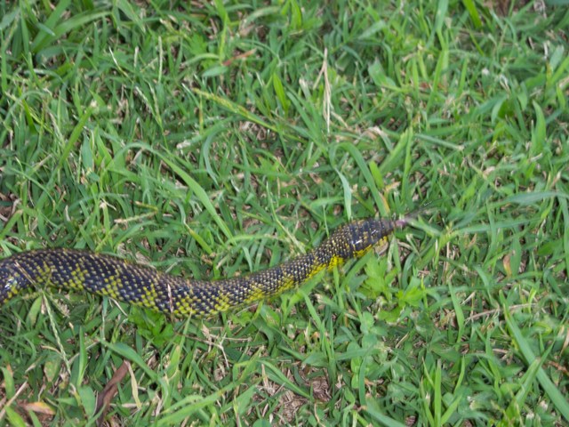 Serpiente de fontanería qué es y para qué sirve