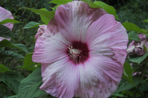 [Foto de planta, jardin, jardineria]