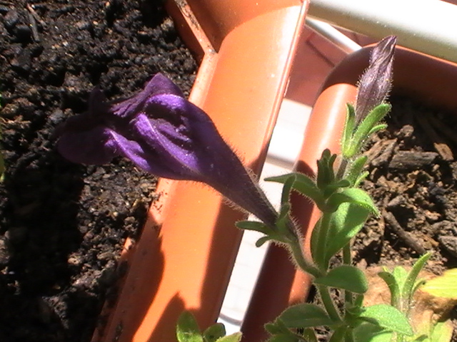 [Foto de planta, jardin, jardineria]