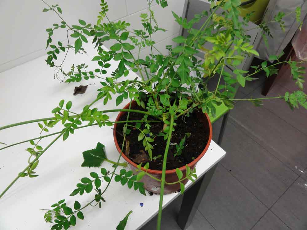 [Foto de planta, jardin, jardineria]
