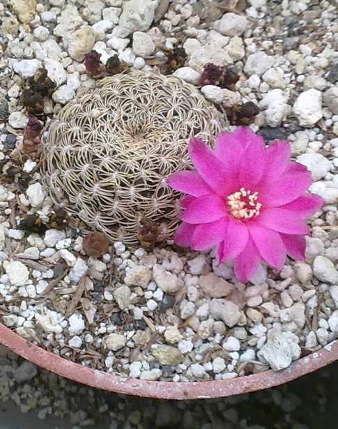 [Foto de planta, jardin, jardineria]