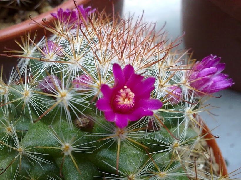 [Foto de planta, jardin, jardineria]