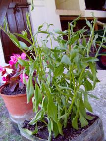 [Foto de planta, jardin, jardineria]