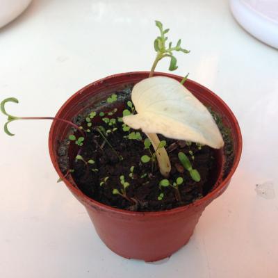[Foto de planta, jardin, jardineria]