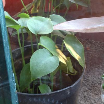 [Foto de planta, jardin, jardineria]