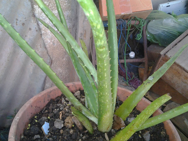 [Foto de planta, jardin, jardineria]
