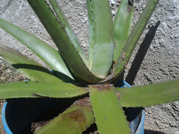 [Foto de planta, jardin, jardineria]