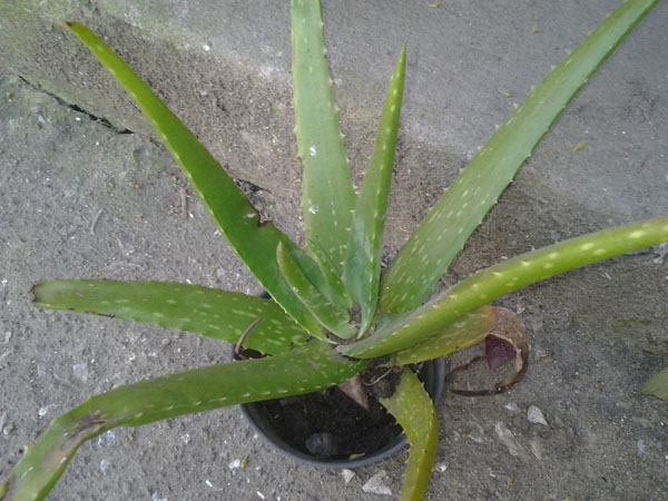 [Foto de planta, jardin, jardineria]