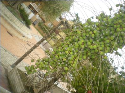 [Foto de planta, jardin, jardineria]