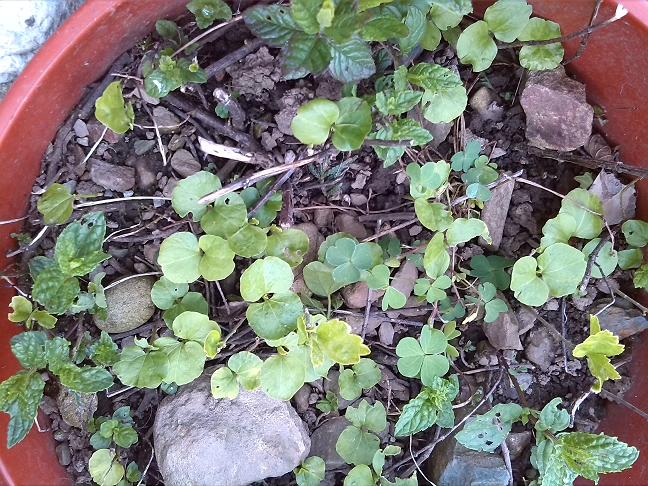 [Foto de planta, jardin, jardineria]