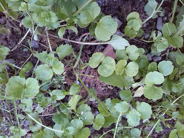 [Foto de planta, jardin, jardineria]