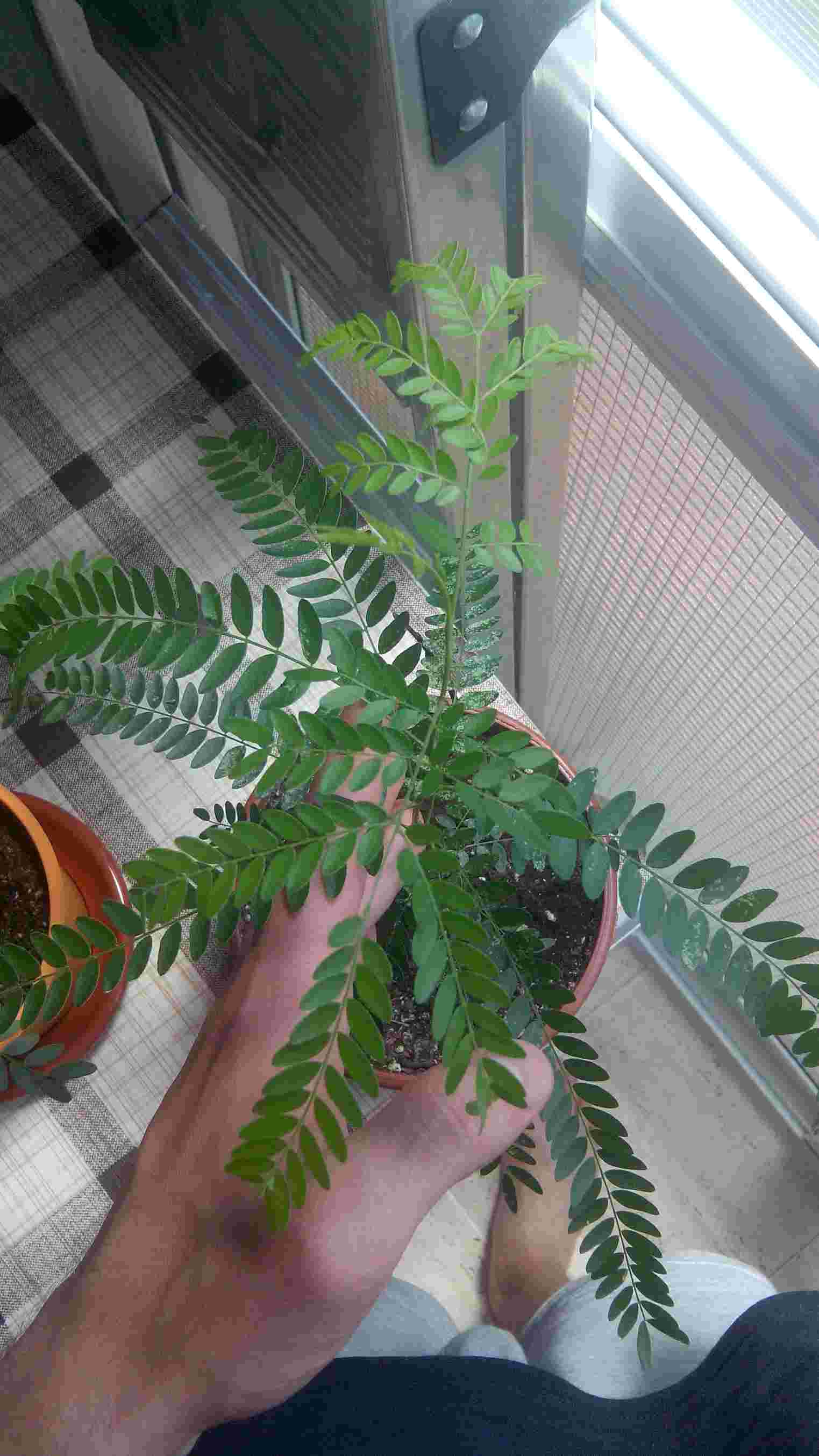 [Foto de planta, jardin, jardineria]