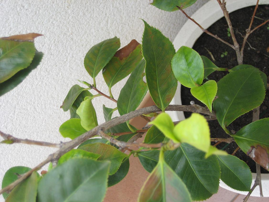 [Foto de planta, jardin, jardineria]