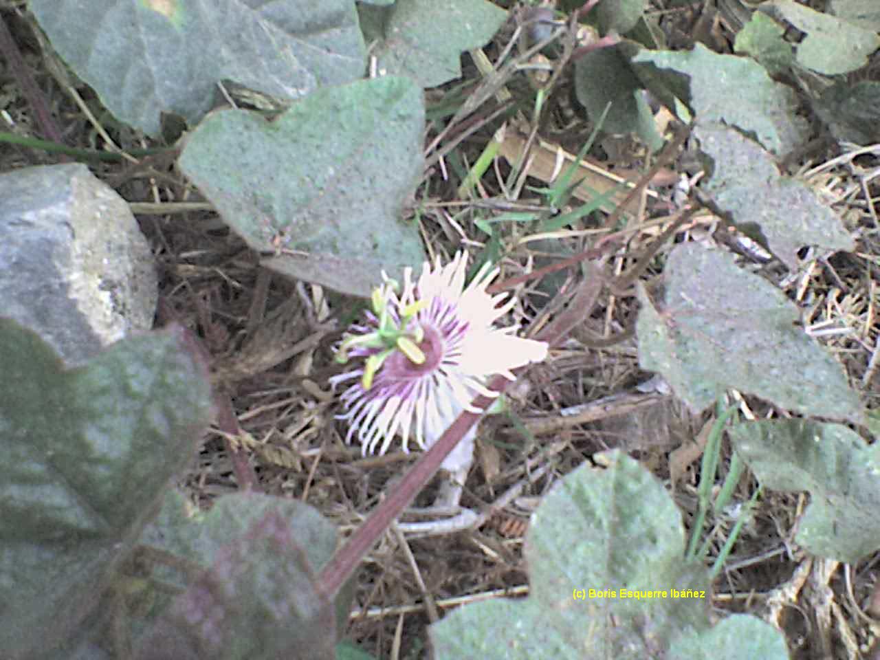 [Foto de planta, jardin, jardineria]