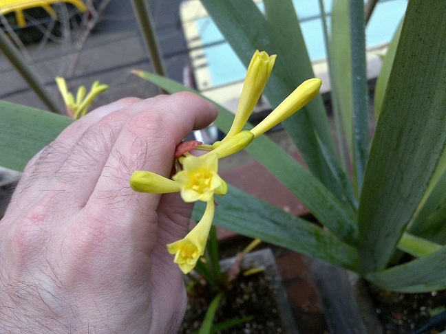 [Foto de planta, jardin, jardineria]