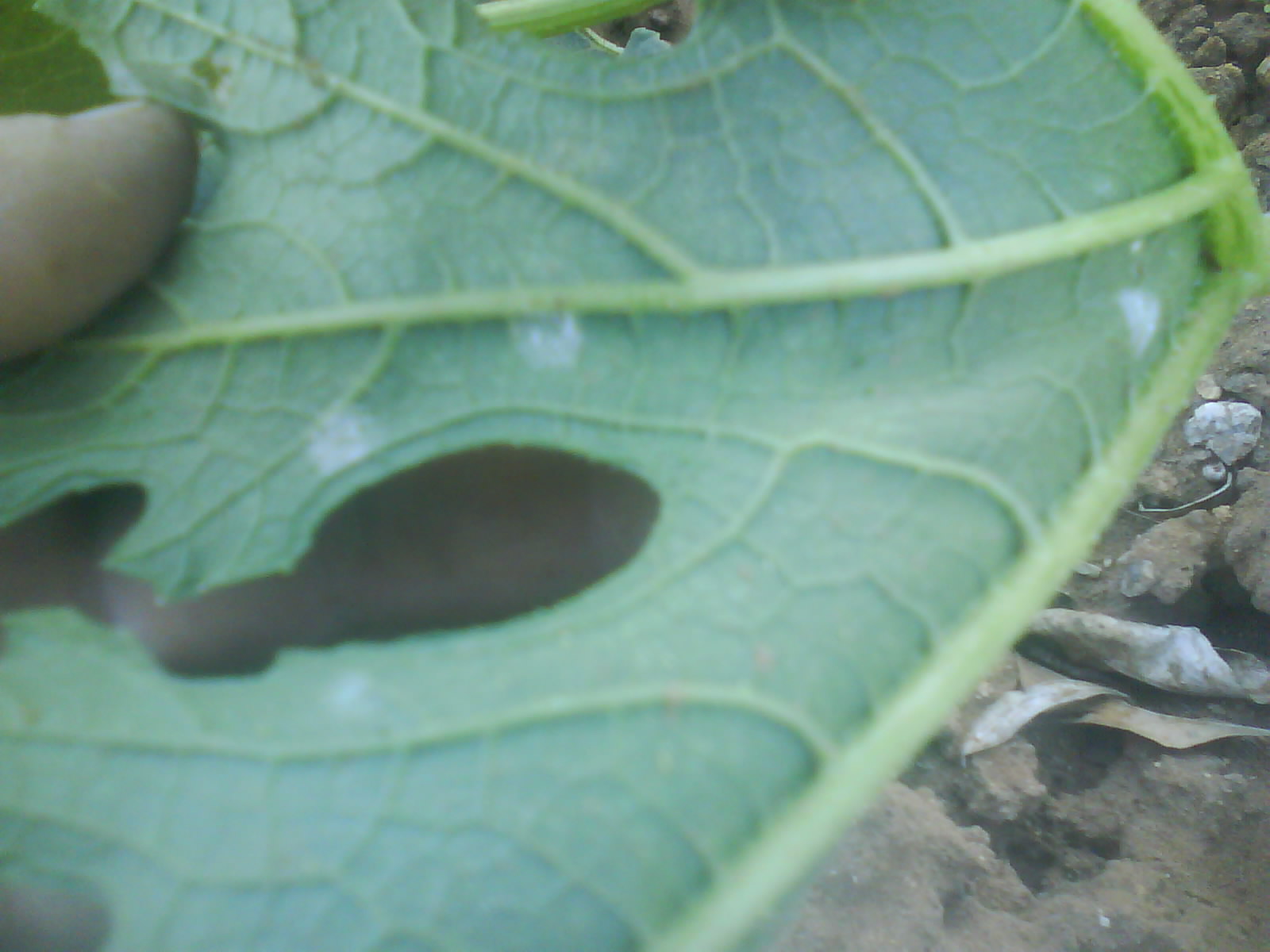 [Foto de planta, jardin, jardineria]