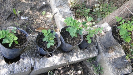 [Foto de planta, jardin, jardineria]