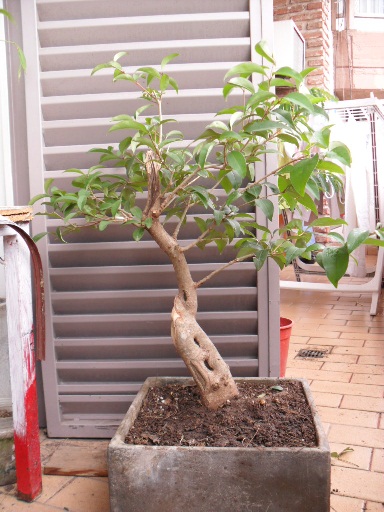 [Foto de planta, jardin, jardineria]
