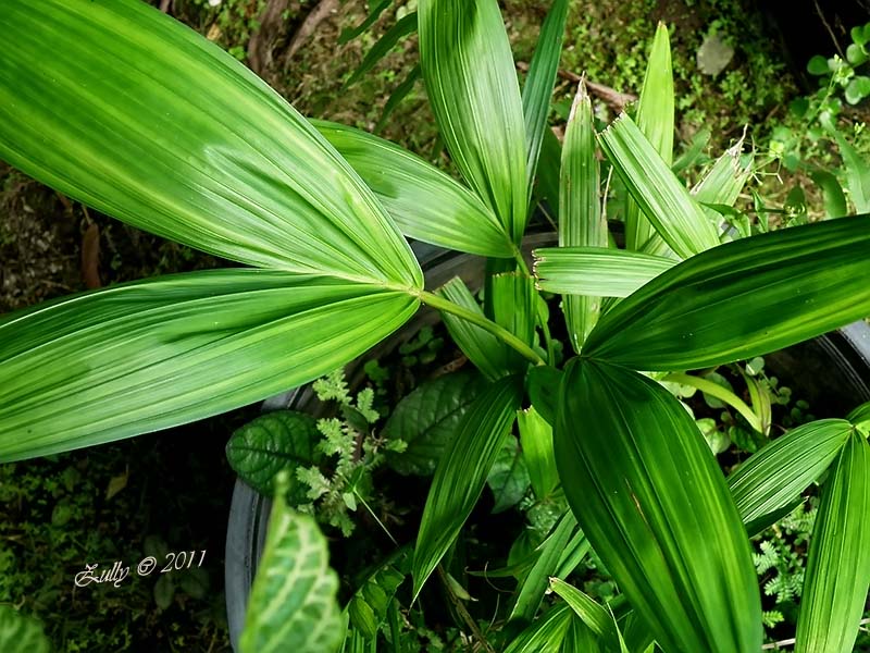 [Foto de planta, jardin, jardineria]