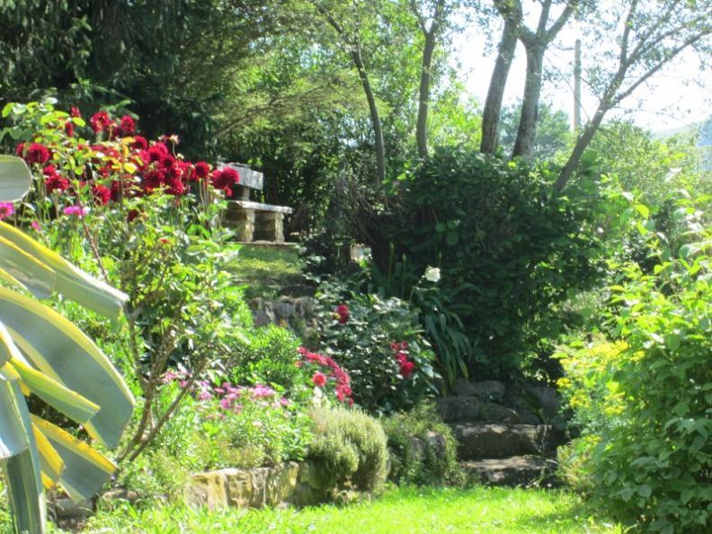 [Foto de planta, jardin, jardineria]