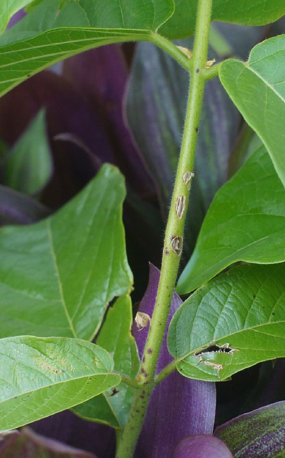 [Foto de planta, jardin, jardineria]