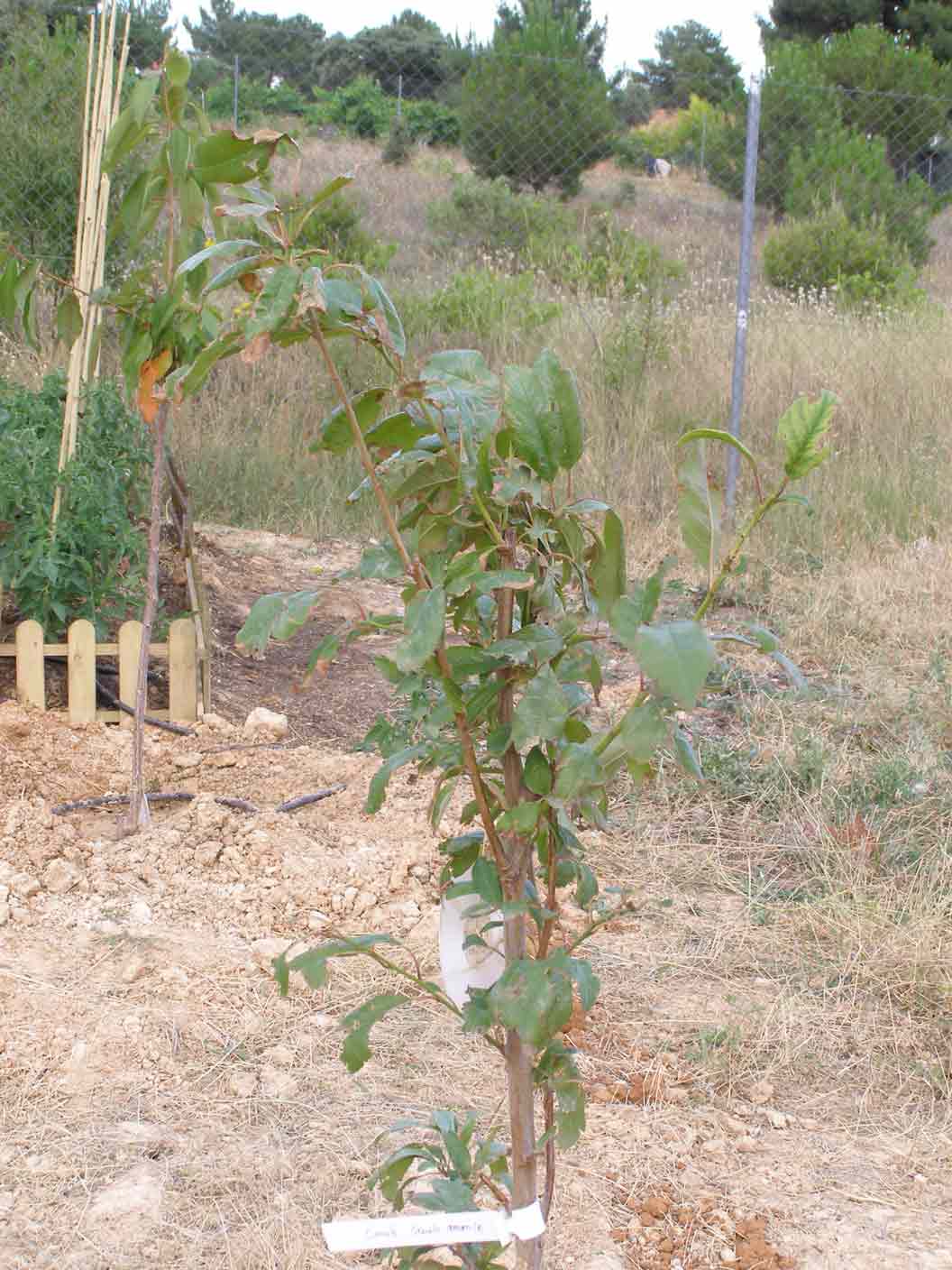 [Foto de planta, jardin, jardineria]