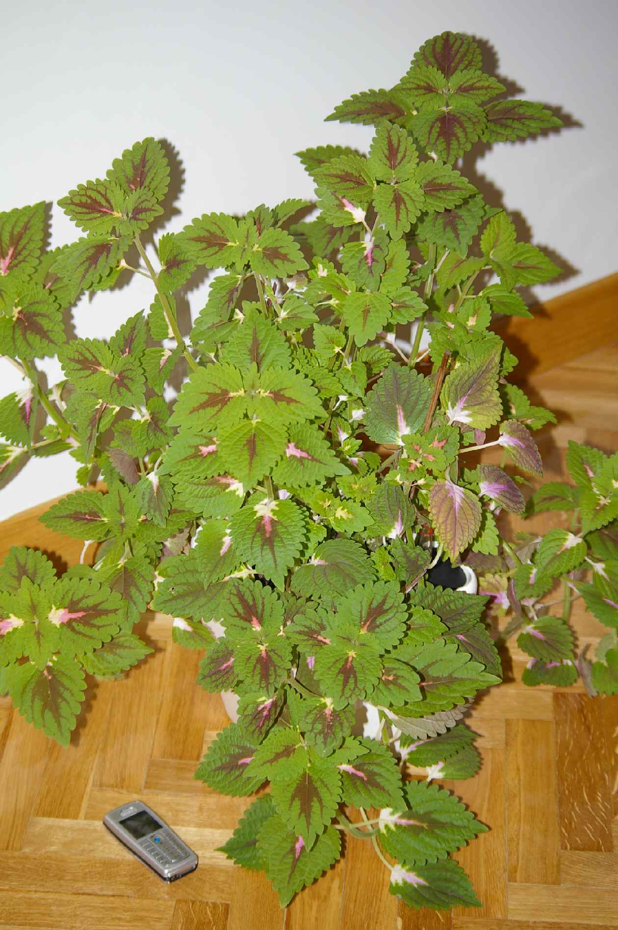 [Foto de planta, jardin, jardineria]