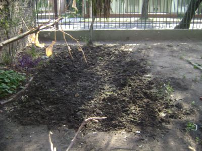 [Foto de planta, jardin, jardineria]