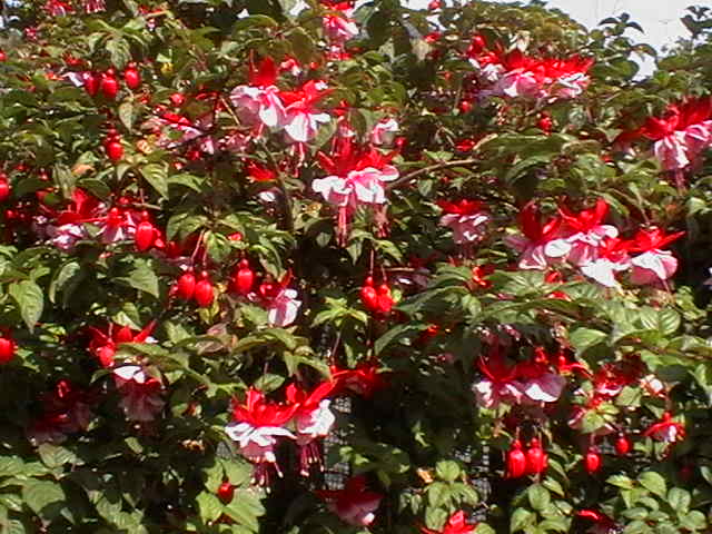 [Foto de planta, jardin, jardineria]
