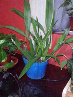 [Foto de planta, jardin, jardineria]