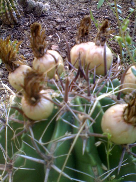 [Foto de planta, jardin, jardineria]