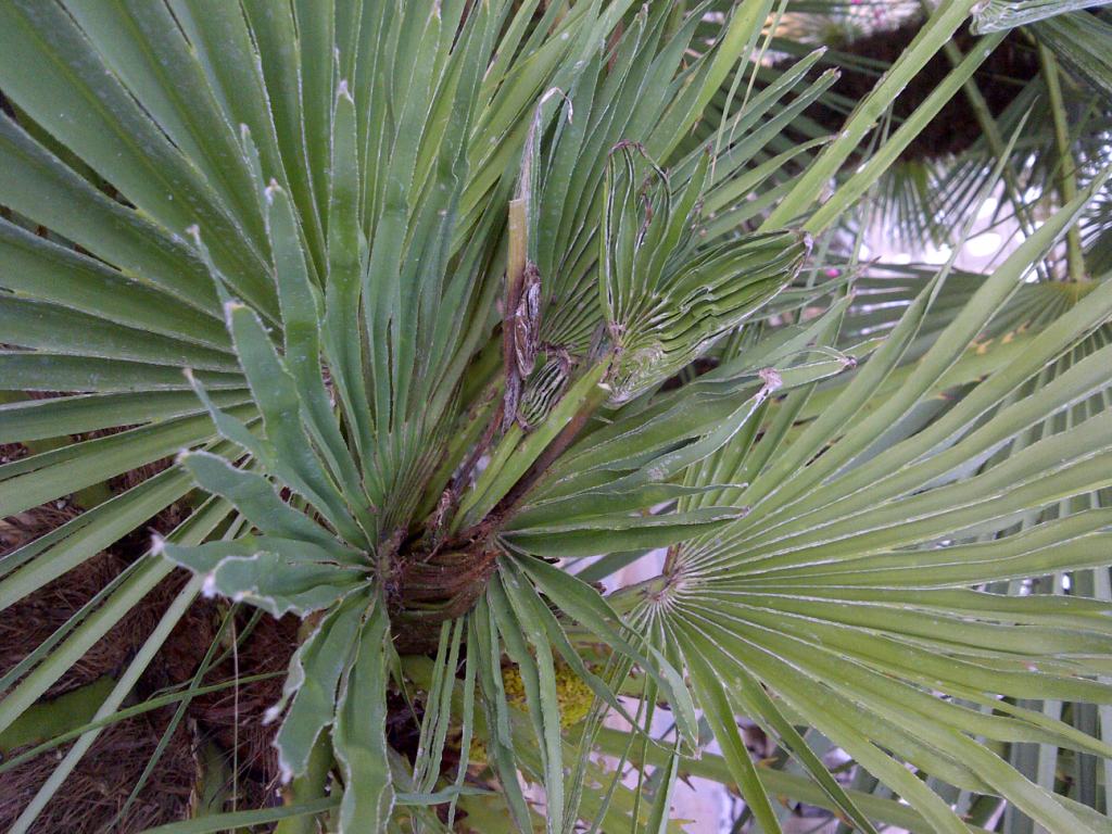 [Foto de planta, jardin, jardineria]