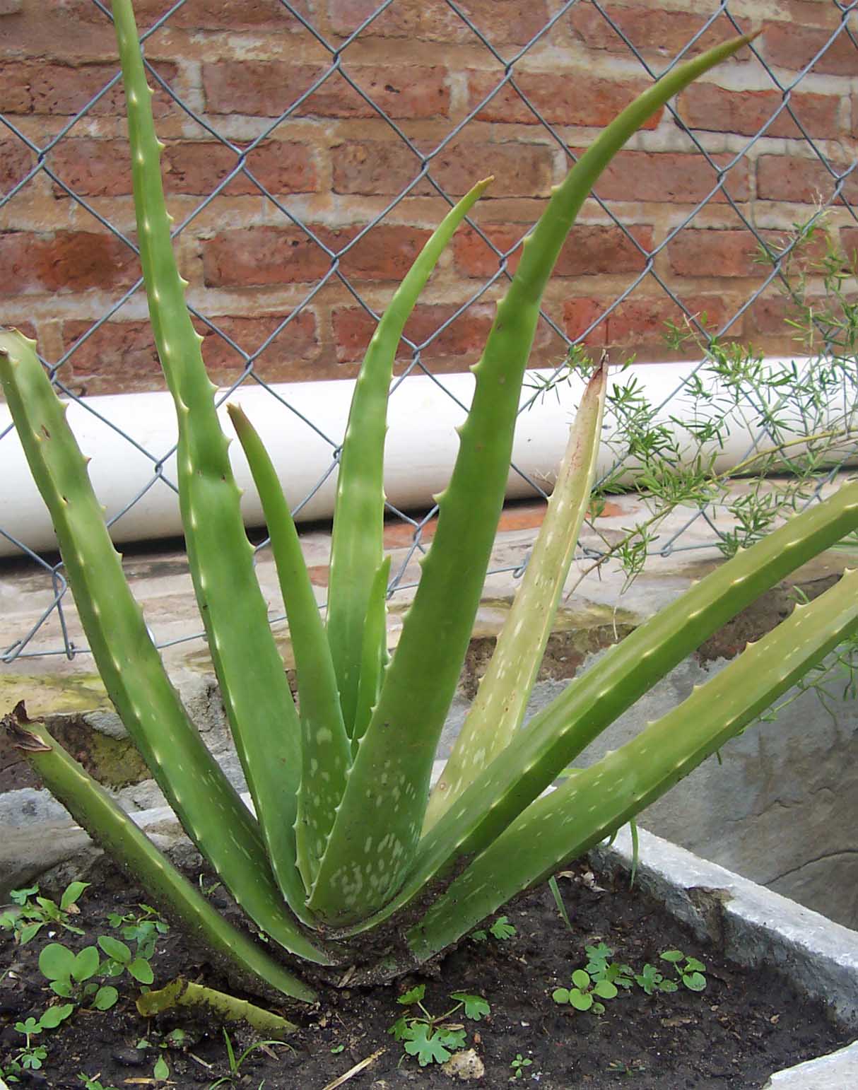 [Foto de planta, jardin, jardineria]