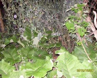 [Foto de planta, jardin, jardineria]