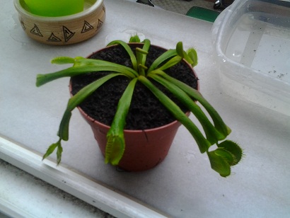 [Foto de planta, jardin, jardineria]