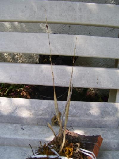 [Foto de planta, jardin, jardineria]
