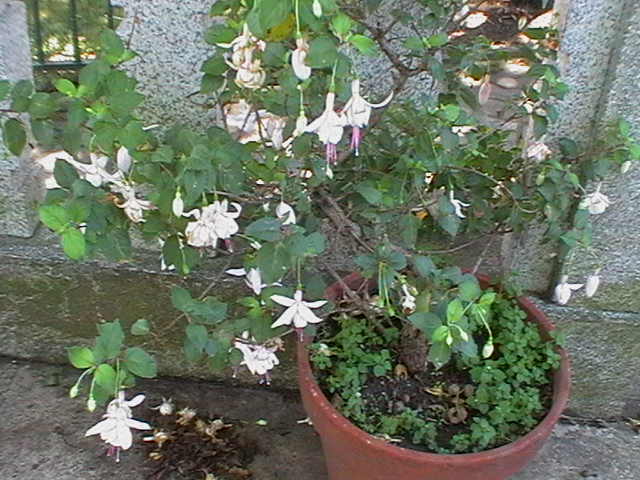 [Foto de planta, jardin, jardineria]