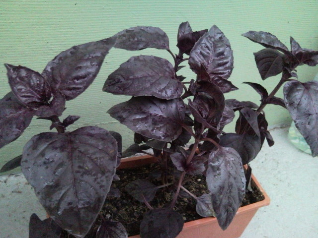 [Foto de planta, jardin, jardineria]