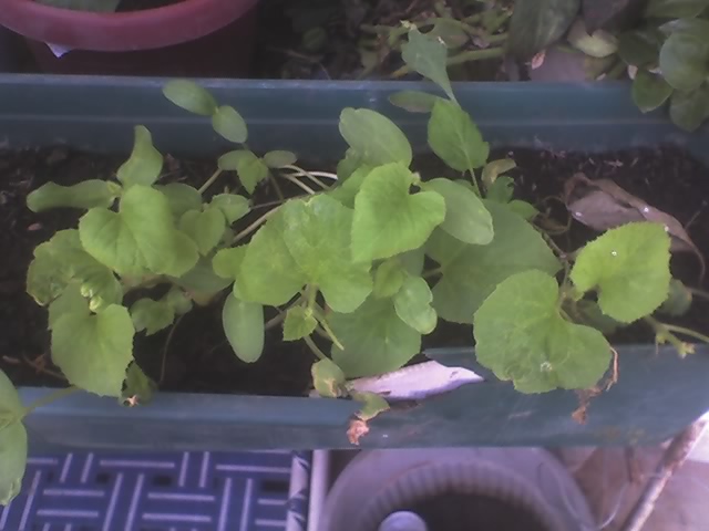 [Foto de planta, jardin, jardineria]