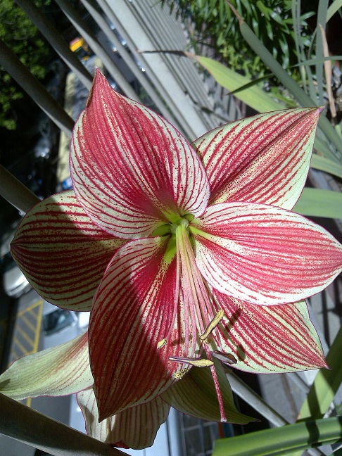 [Foto de planta, jardin, jardineria]