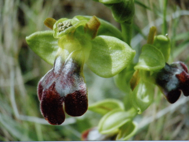 [Foto de planta, jardin, jardineria]