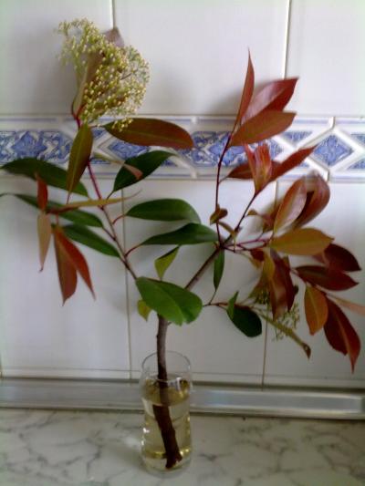 [Foto de planta, jardin, jardineria]