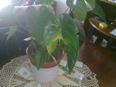 [Foto de planta, jardin, jardineria]