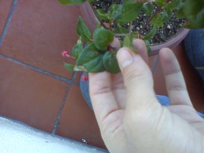 [Foto de planta, jardin, jardineria]