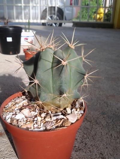 [Foto de planta, jardin, jardineria]