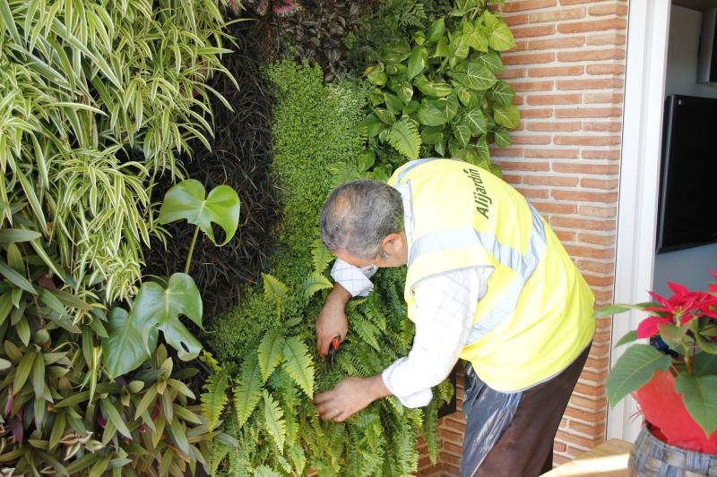 [Foto de planta, jardin, jardineria]