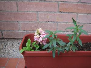 [Foto de planta, jardin, jardineria]