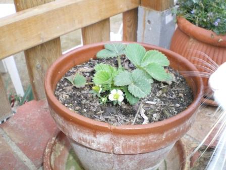 [Foto de planta, jardin, jardineria]