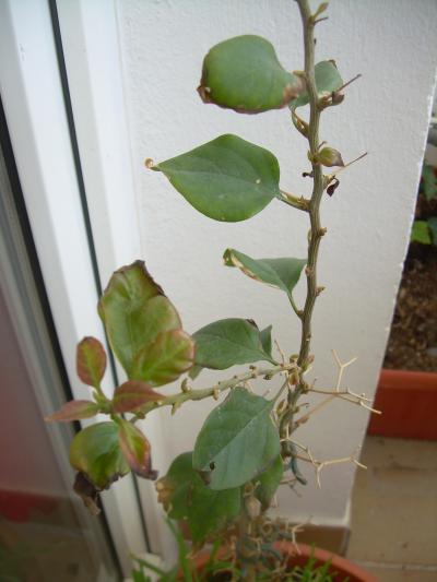 [Foto de planta, jardin, jardineria]