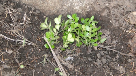 [Foto de planta, jardin, jardineria]